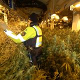 Riesige Drogenplantage in alter Gewerbehalle entdeckt